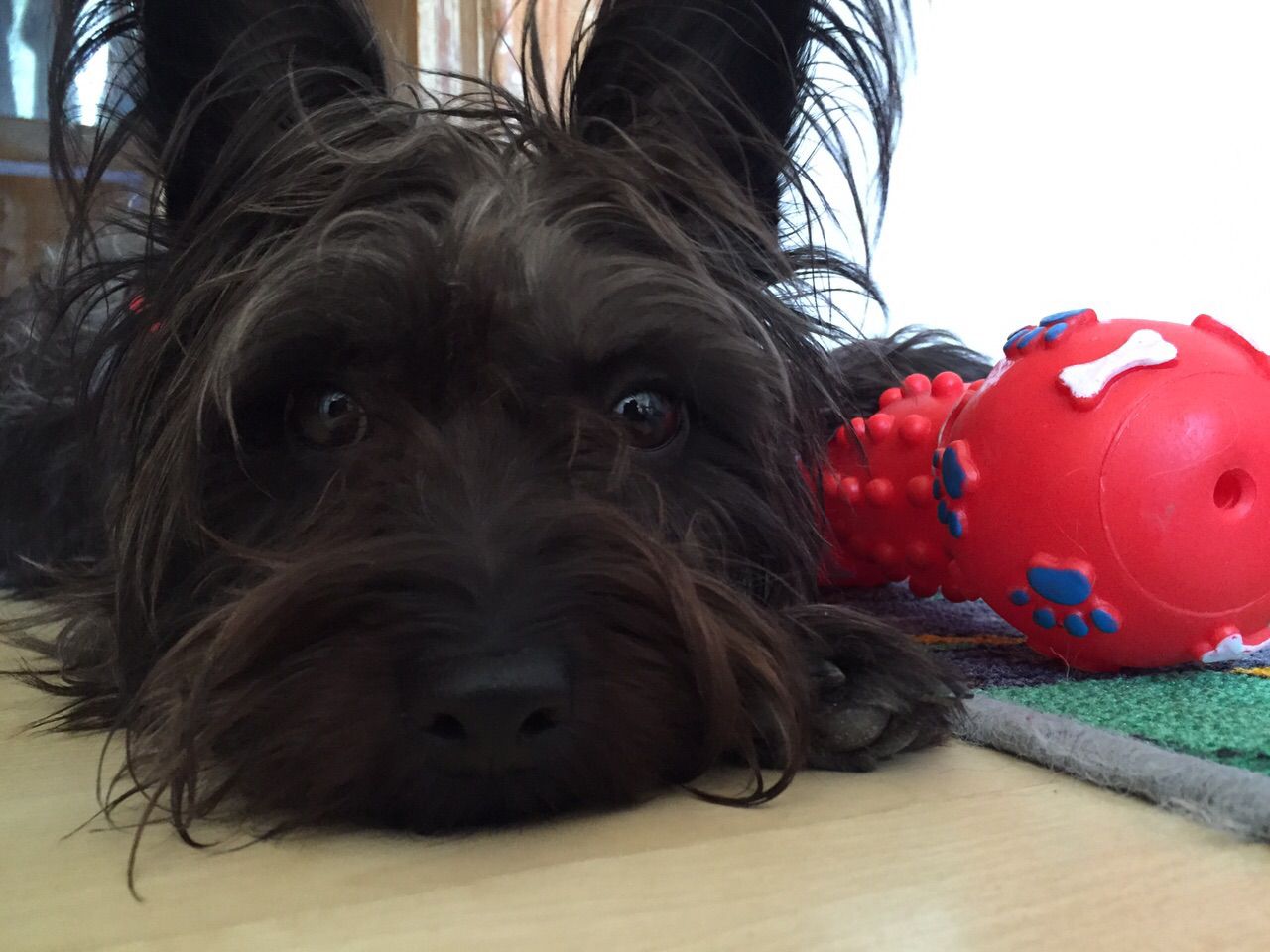 Frida, eine schwarze zottelige Hündin, liegt neben einem roten Hundespielzeug