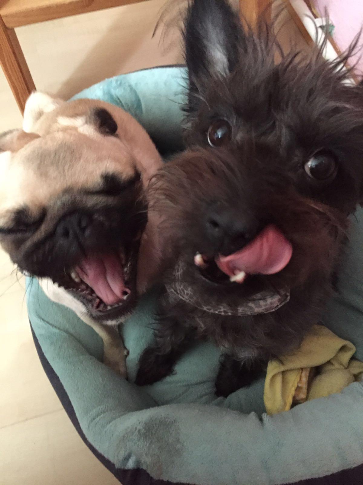 Emma und Frida sitzen zusammen in einem blauen Hundebett.