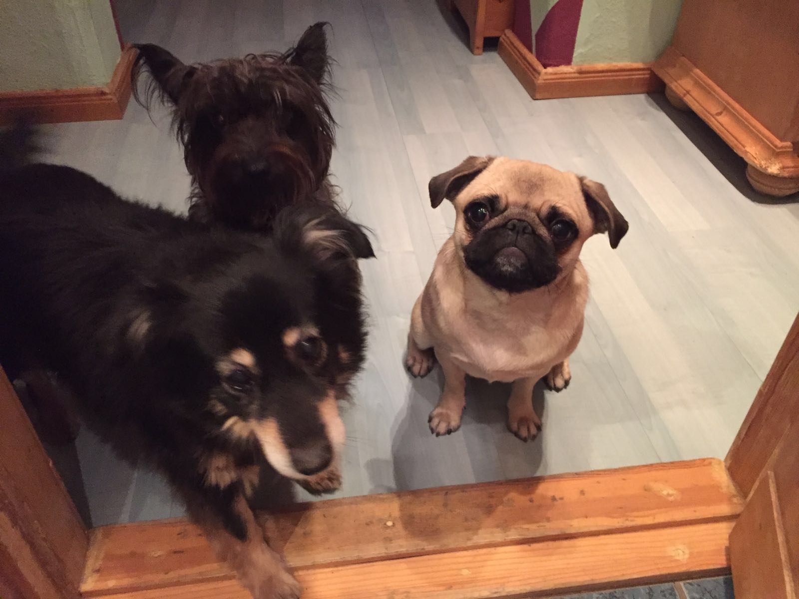 Trixi, Frida und Emma stehen nebeneinander im Türrahmen.