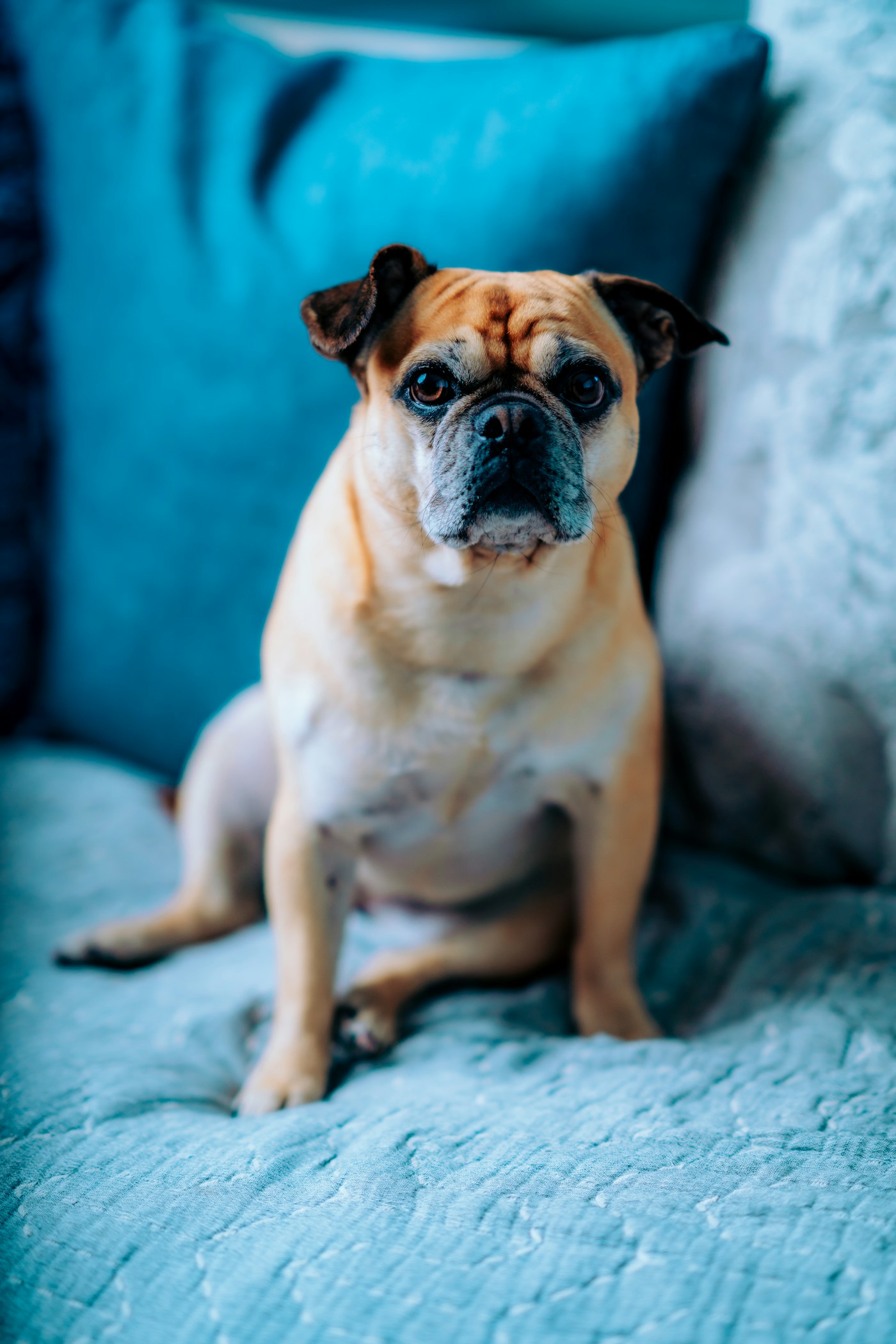 Heller Mops auf blauem Sofa, Symbolbild
